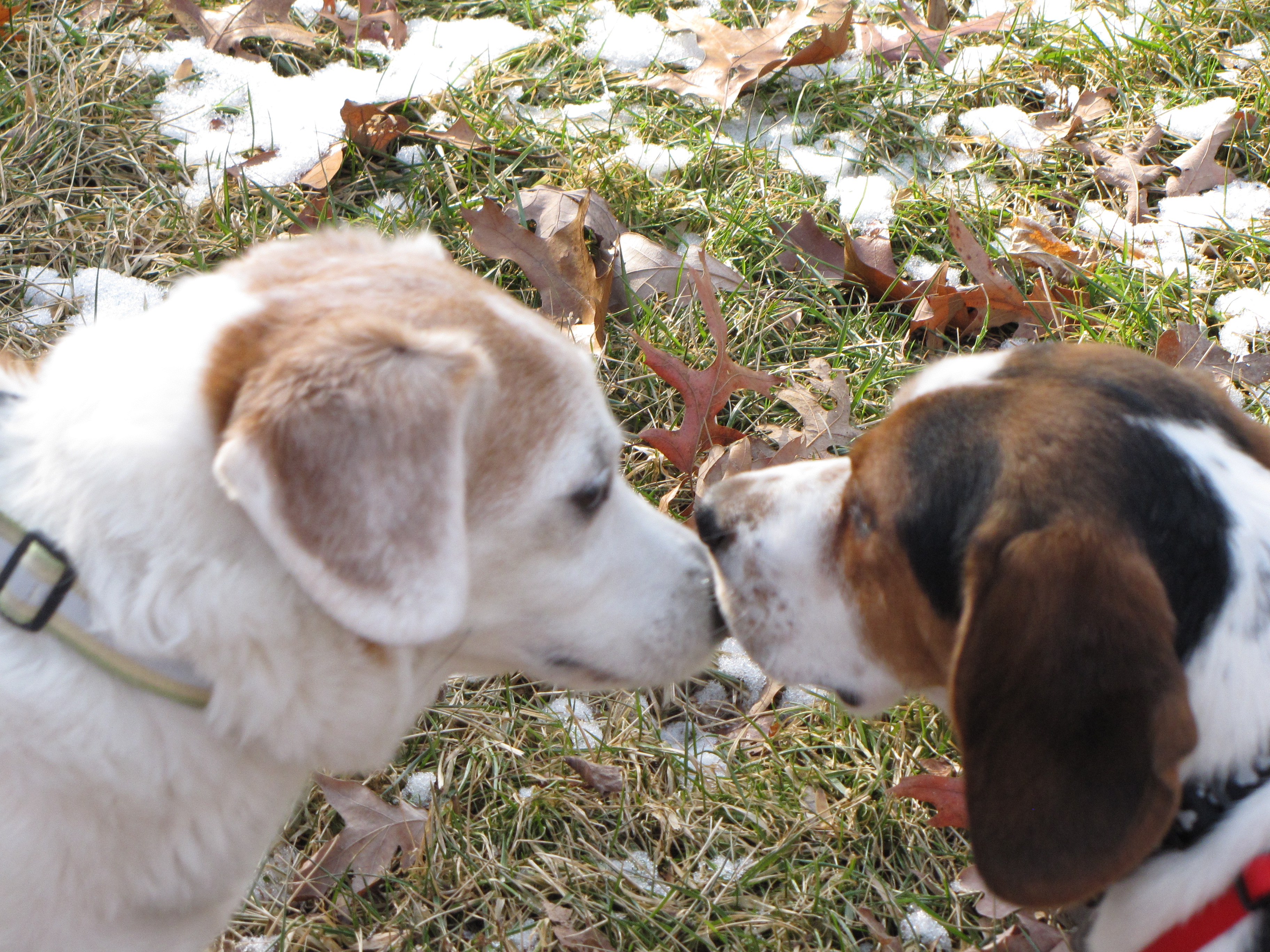 Portrait of Galileo with a mutt named Charlie