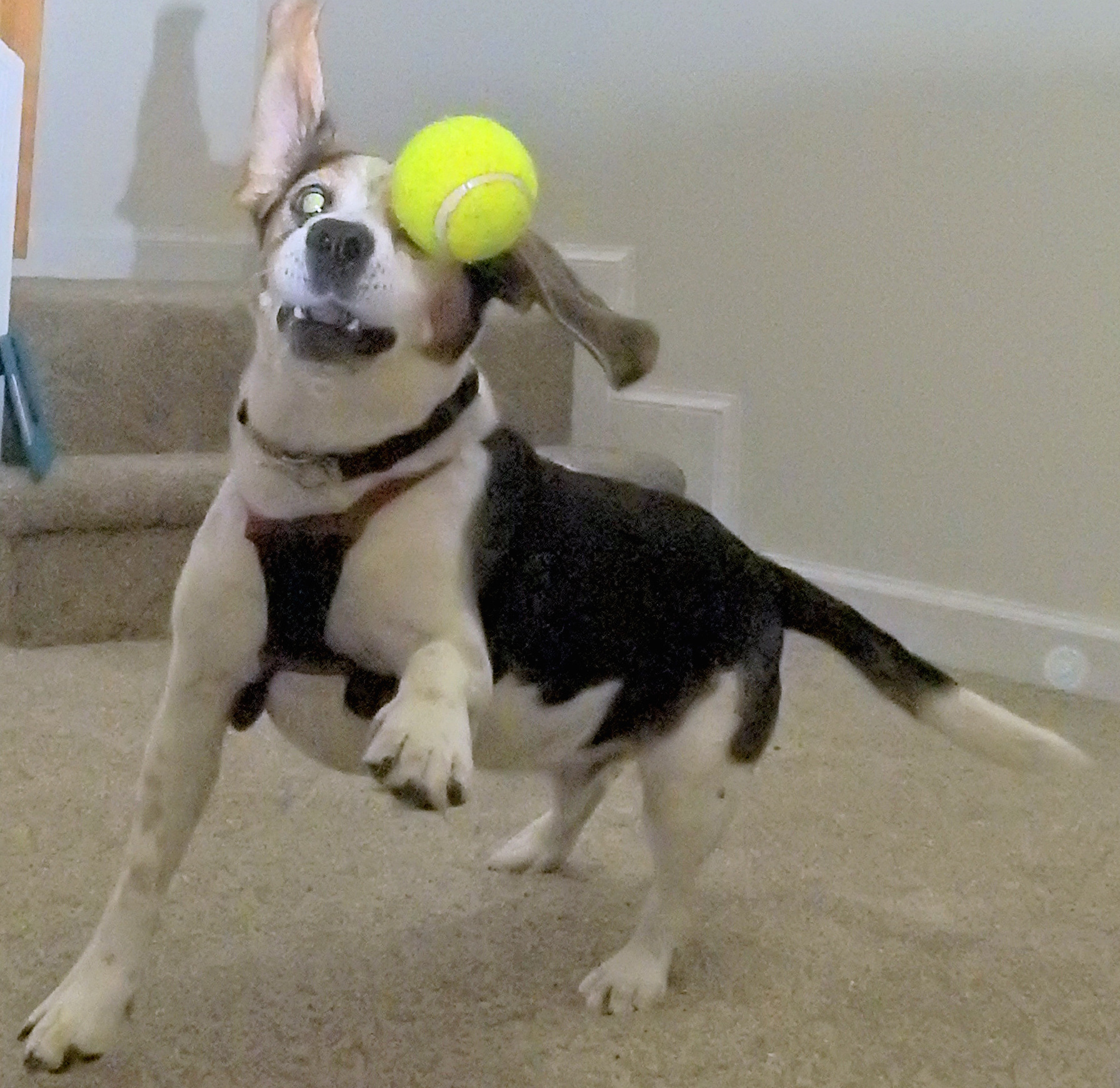 Charlie, with crazed look, playing with ball